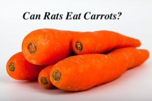 can rats eat carrots?