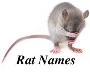 rat names