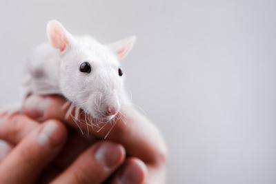are hairless rats good pets?