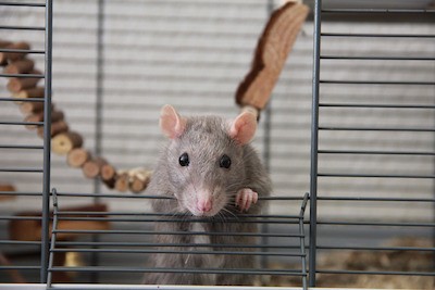 how much is a pet rat