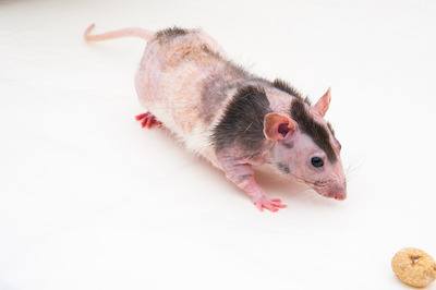 patchwork hairless rat
