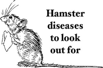 hamster diseases